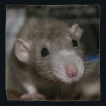 Curious Rat Bandana<br><div class="desc">This adorable rat is named Sky. She is a dumbo eared fancy rat and she is a beautiful colour called russian dove.</div>