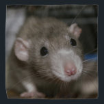 Curious Rat Bandana<br><div class="desc">This adorable rat is named Sky. She is a dumbo eared fancy rat and she is a beautiful colour called russian dove.</div>