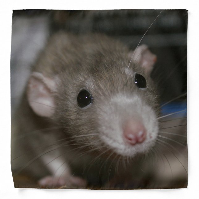 Curious Rat Bandana (Front)