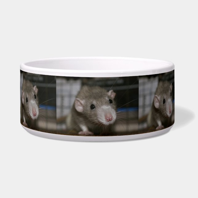 Curious Rat Bowl (Front)
