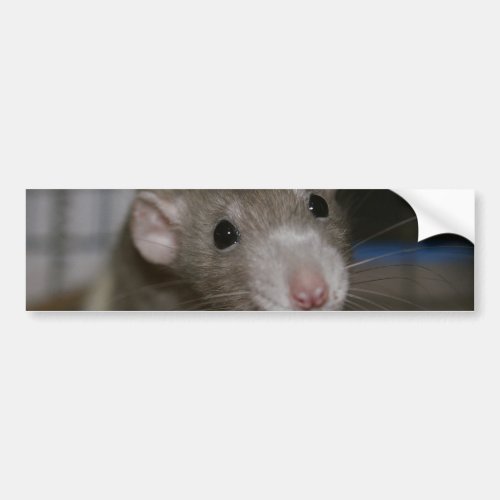 Curious Rat Bumper Sticker