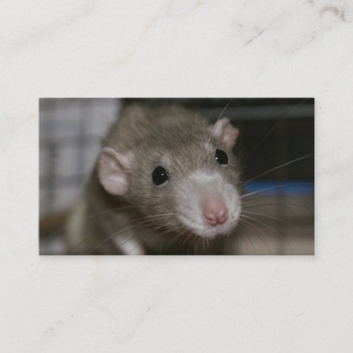 Curious Rat Business Card