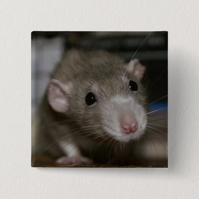 Curious Rat Button (Front)