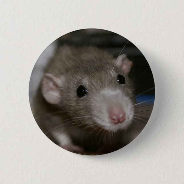 Curious Rat Button (Front)