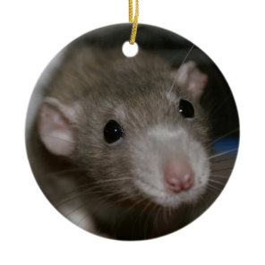 Curious Rat Ceramic Ornament