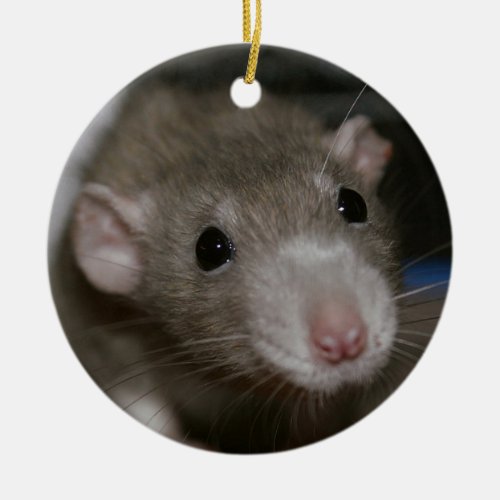 Curious Rat Ceramic Ornament