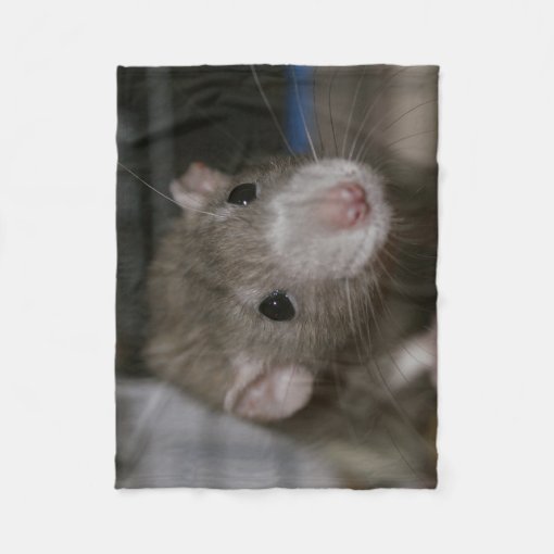 Curious Rat Fleece Blanket Zazzle