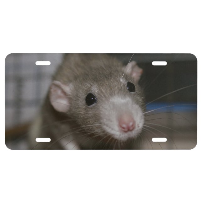 Curious Rat License Plate (Front)