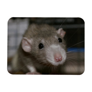 Curious Rat Magnet