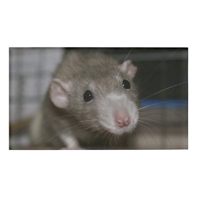 Curious Rat Name Tag (Front)