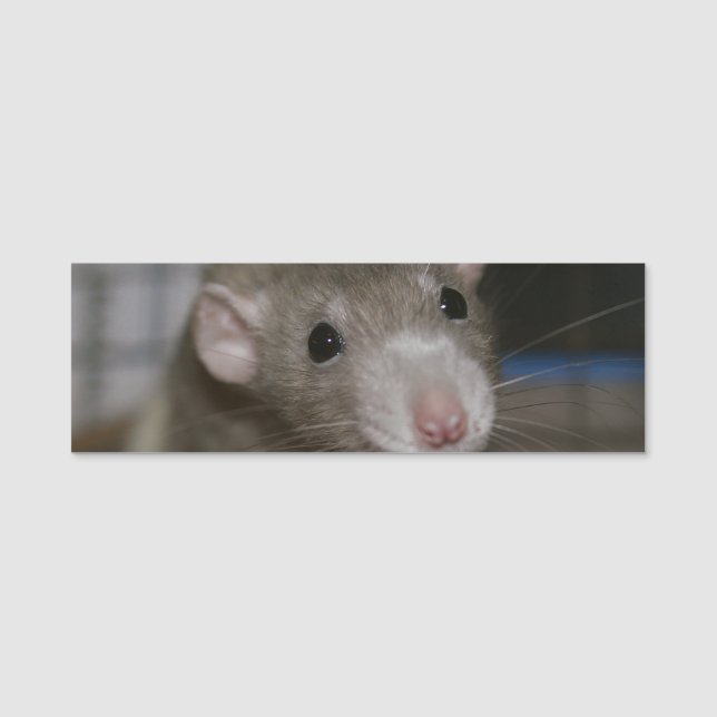 Curious Rat Name Tag (Front)