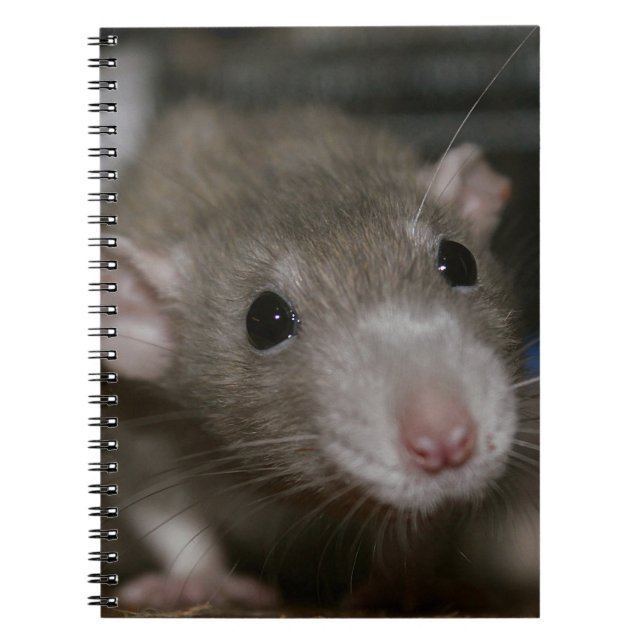 Curious Rat Notebook (Front)