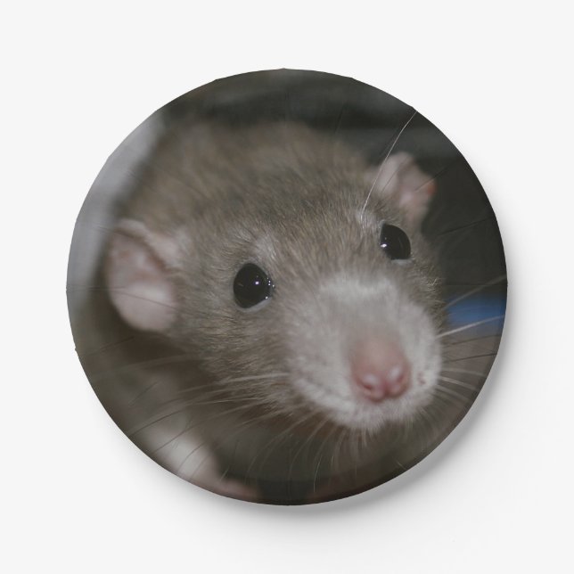 Curious Rat Paper Plates (Front)
