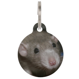 Curious Rat Pet ID Tag