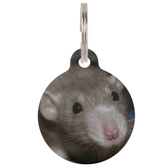 Curious Rat Pet ID Tag (Front)