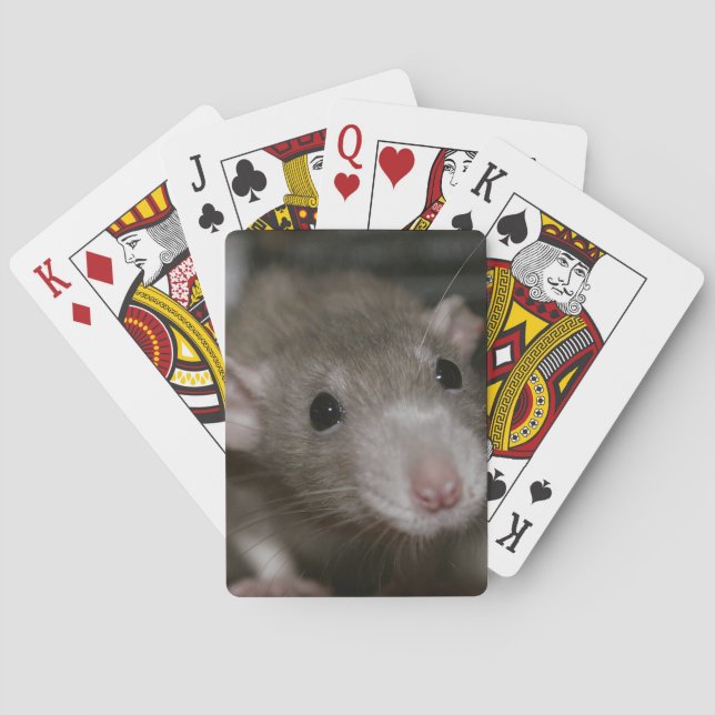 Curious Rat Poker Cards (Back)