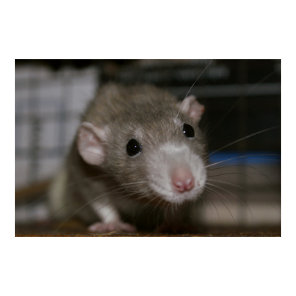 Curious Rat Poster