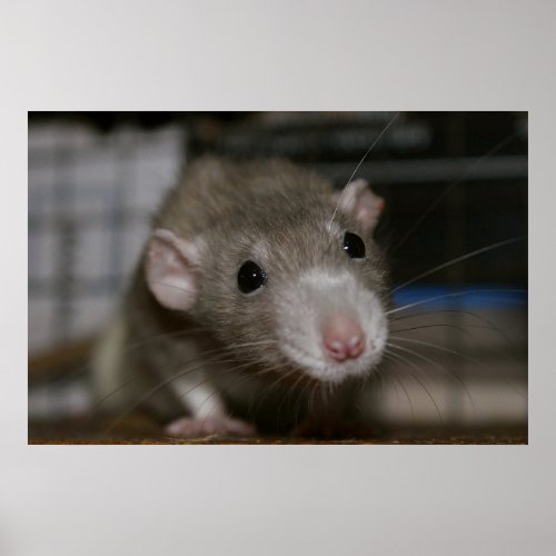 Curious Rat Poster