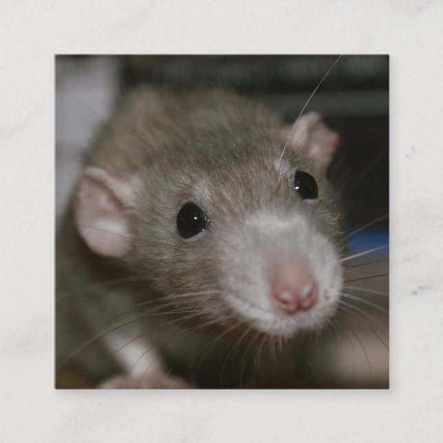 Curious Rat Square Business Card (Front)
