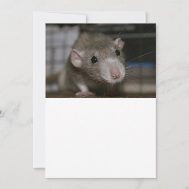 Curious Rat Thank You Card (Front)