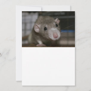 Curious Rat Thank You Card