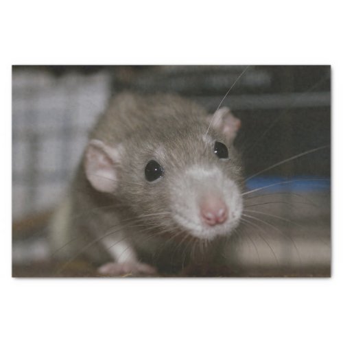 Curious Rat Tissue Paper