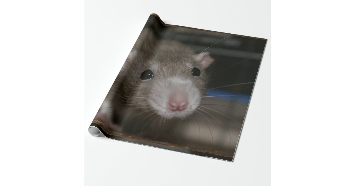 Curious Rat Wrapping Paper | Zazzle