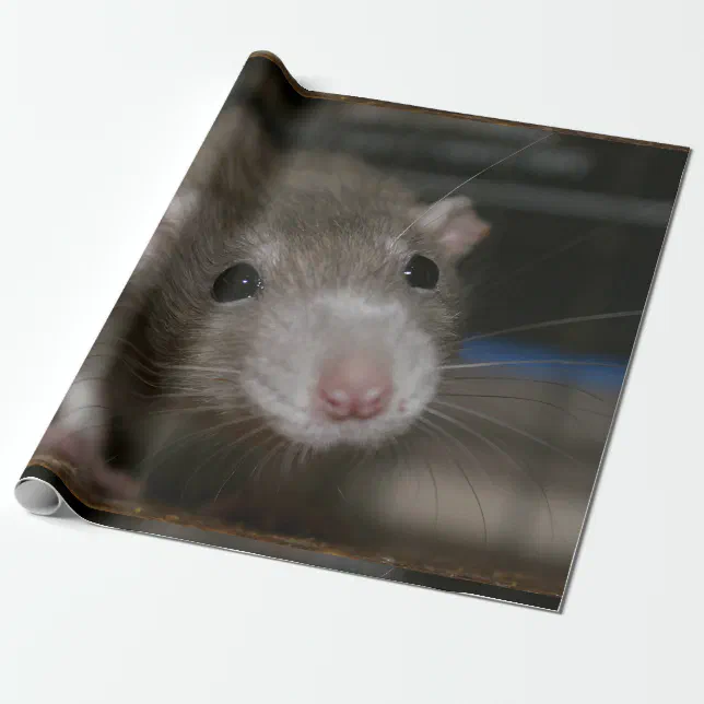 Curious Rat Wrapping Paper Zazzle