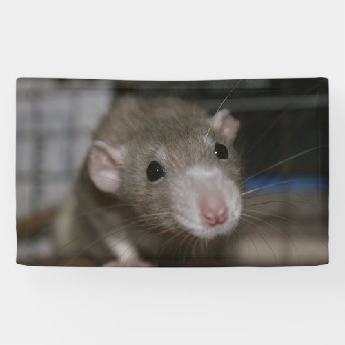 Curious Rats Banner