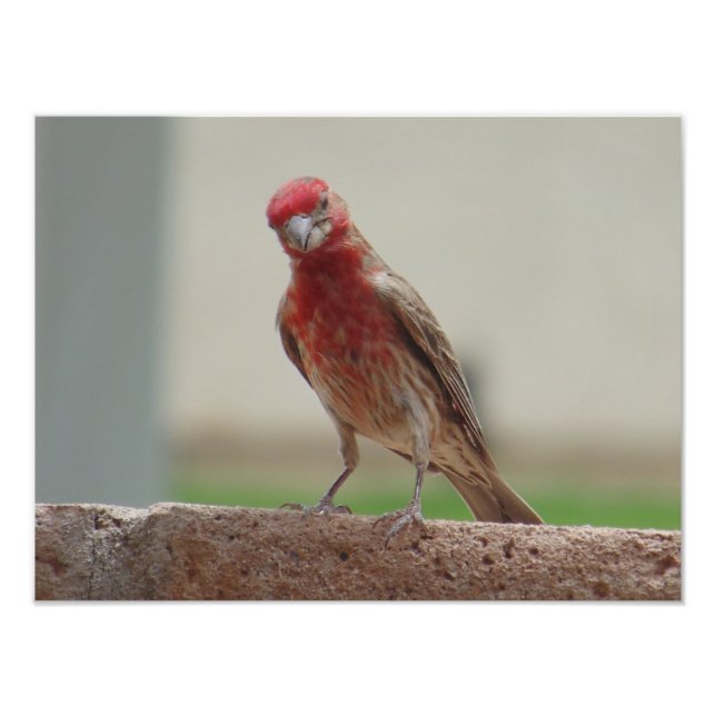 Curious Red Finch Photo Print (Front)