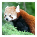 Curious Red Panda Poster