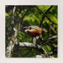 Curious Robin