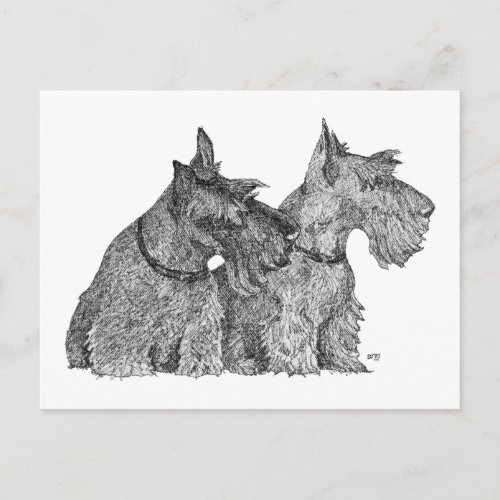 Curious Scottish Terriers Pen  Ink Sketch Postcard