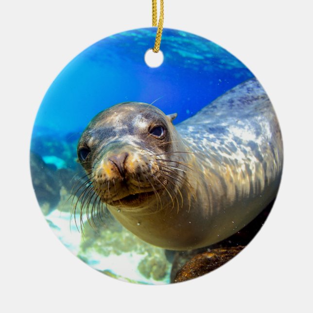 Curious sea lion underwater Galapagos paradise Ceramic Ornament (Front)