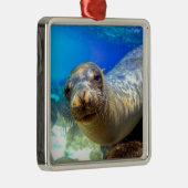 Curious sea lion underwater Galapagos paradise Metal Ornament (Right)