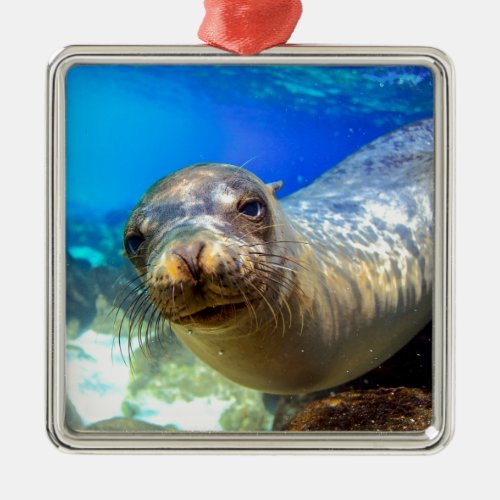 Curious sea lion underwater Galapagos paradise Metal Ornament