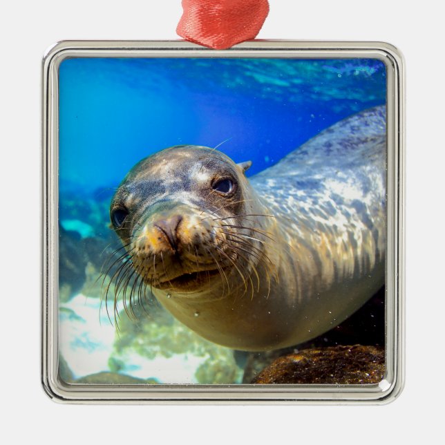 Curious sea lion underwater Galapagos paradise Metal Ornament (Front)