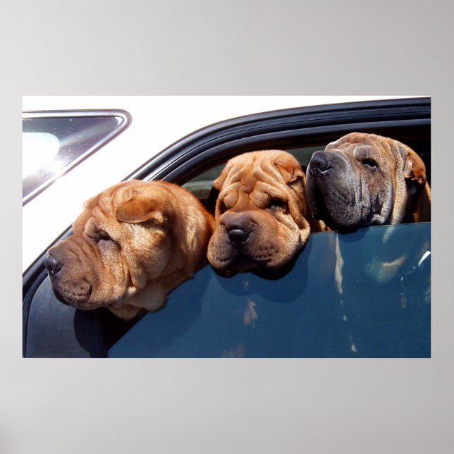 Curious Shar Pei Poster (Front)