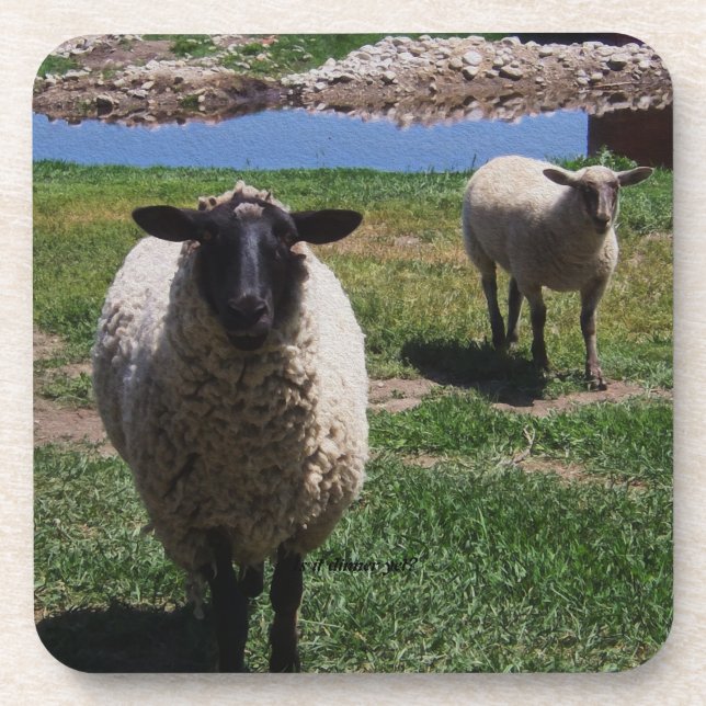 Curious Sheep Beverage Coaster (Front)
