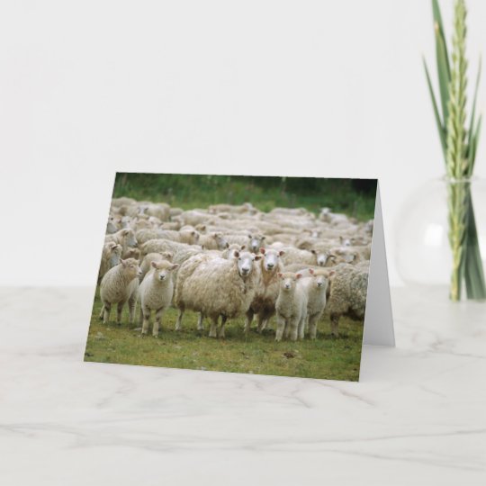 Curious Sheep Card | Zazzle.com