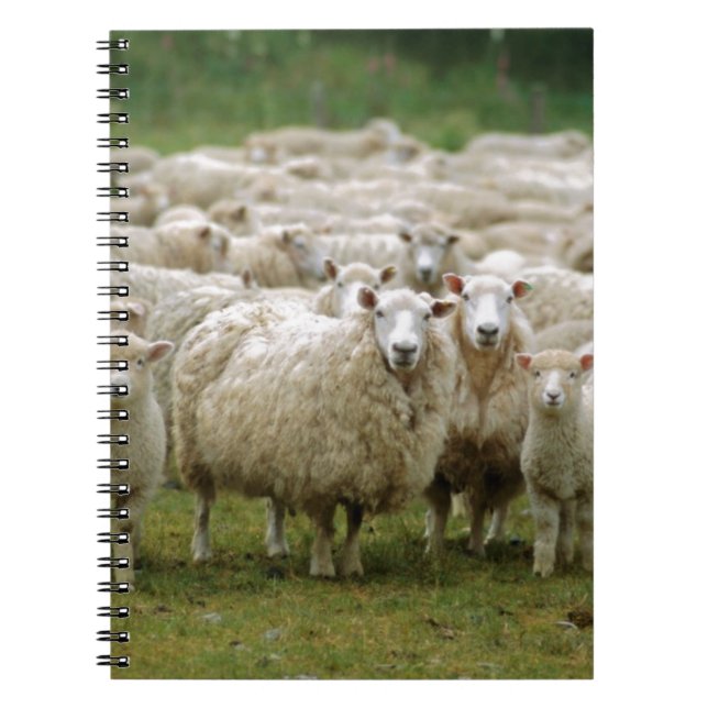 Curious Sheep Notebook (Front)