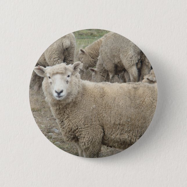 Curious Sheep Pinback Button (Front)
