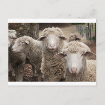 Curious sheep postcard