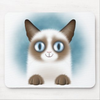 Curious Siamese Kitten