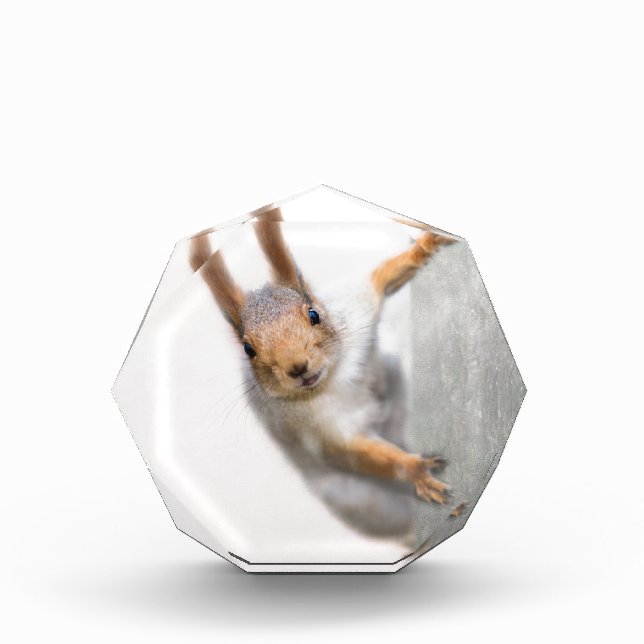 Curious squirrel acrylic award (Front)