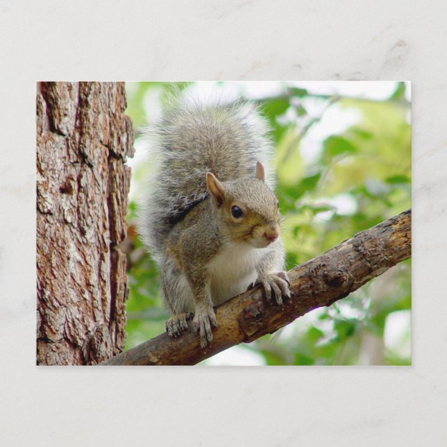 Curious Squirrel Animal Postcard (Front)