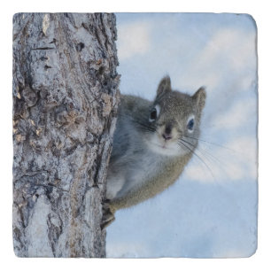 Curious Squirrel, Canadian Animal Photography Trivet