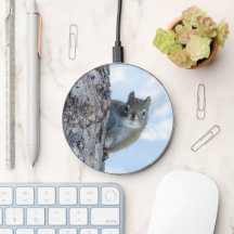 Curious Squirrel, Canadian Animal Photography