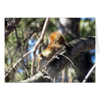 Curious Squirrel Cards