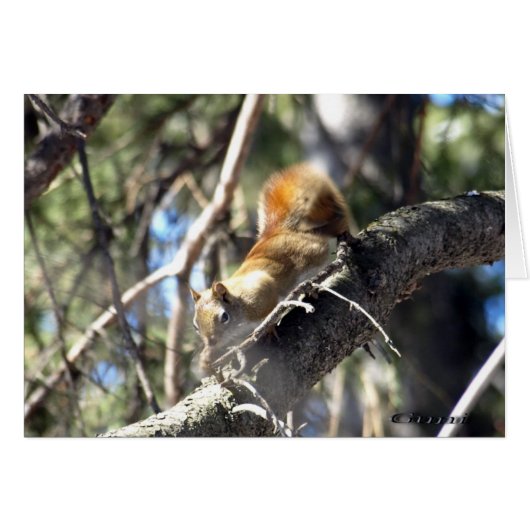 Curious Squirrel Cards (Front Horizontal)